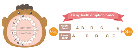 Black Baby teeth eruption order and baby with its mouth wide open.のイラスト素材