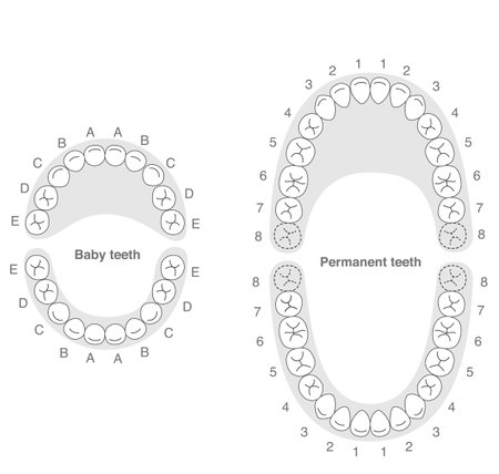 Black and white, A set explaining the dental arches of permanent and baby teeth, along with their respective names.のイラスト素材