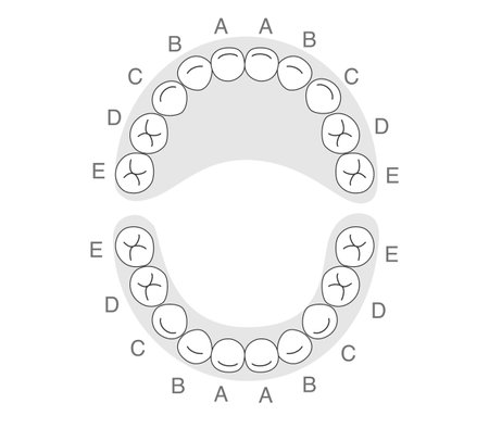 The primary dentition,Baby teethのイラスト素材