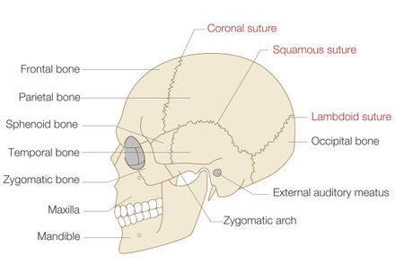 Anatomical Illustration of the Skull from a Lateral View (Educational and Medical Use, English Labels)のイラスト素材