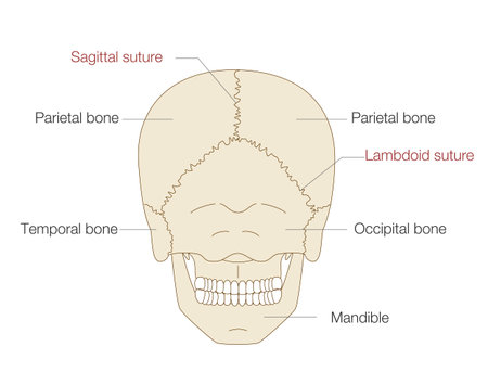 Anatomical Illustration of the Skull from a Posterior View(Educational and Medical Use, English Labels)のイラスト素材