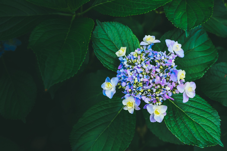 Natural Hydrangea flowers  (Hydrangea macrophylla) are blooming along with green background.の写真素材