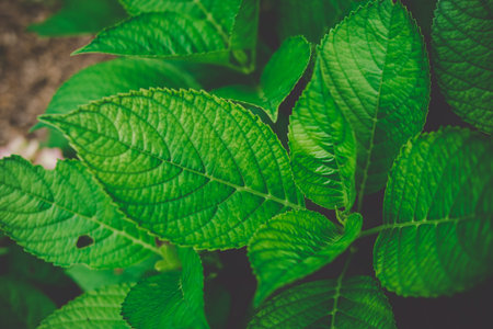 Natural Hydrangea flowers  (Hydrangea macrophylla) are blooming along with green background.