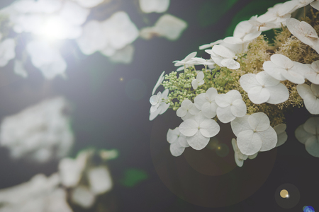Natural Hydrangea flowers  (Hydrangea macrophylla) are blooming along with green background.の写真素材