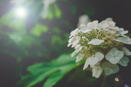 Natural Hydrangea flowers  (Hydrangea macrophylla) are blooming along with green background.の写真素材
