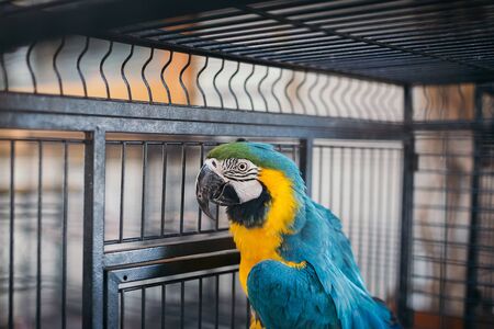 Tropical birds, Macaw bird is jumping on the cage with a black background - Image.の写真素材