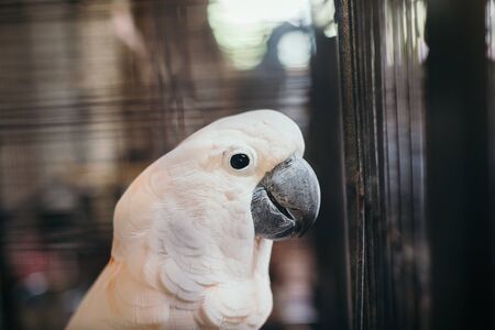 White Cockatoo in the cage, Wildlife from nature in tropical forests.の写真素材