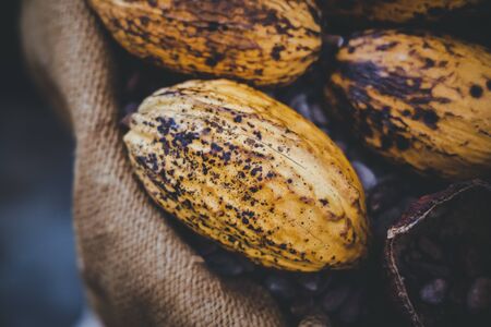 Yellow cocoa or pods placed on baskets, Orange peel fruit that can be made into desserts is placed on a warm tone background.の写真素材