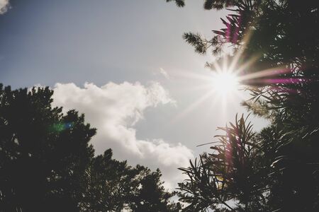 Bokeh and filtered images of sunlight blast between trees and glistening white, with clouds as the background.の写真素材