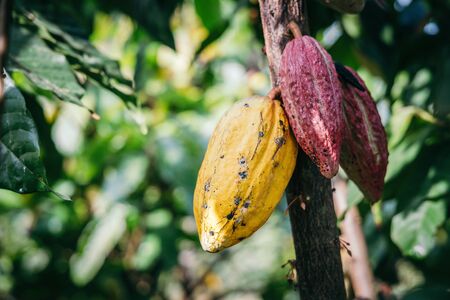 Cocoa tree ( Theobroma cacao ) , Fruits on growing trees can be made into desserts.の写真素材
