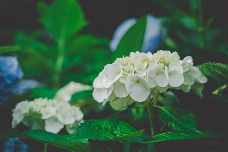 Natural Hydrangea flowers  (Hydrangea macrophylla) are blooming along with green background.の写真素材