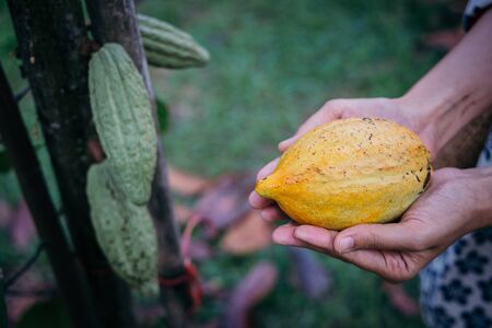 Cocoa tree ( Theobroma cacao ), Close up Fruit on a growing tree. It can be used to make chocolate.の写真素材