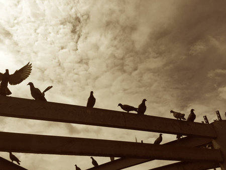 birds flyingの素材