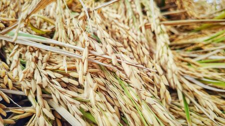 image of harvested paddy grain backgroundの写真素材