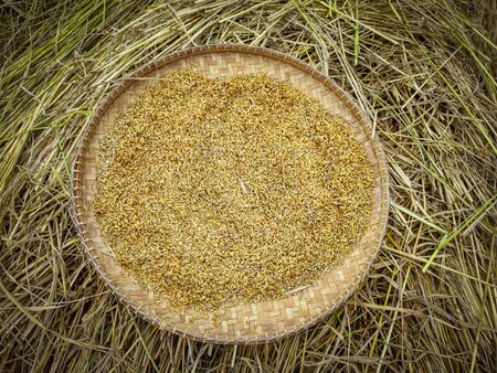 Harvested rice paddy grain on round bamboo storageの写真素材