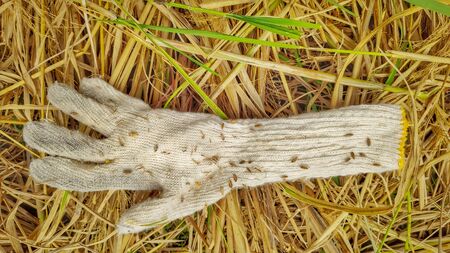image of used woven glove with rice seeds attached on itの写真素材