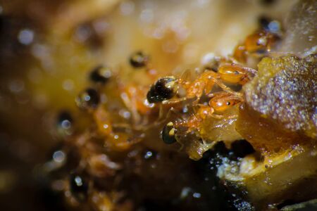 Group of pharaoh ants roaming around for foodの写真素材