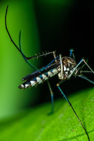A male Aedes mosquito is sitting on top of a leaf and having a mealの写真素材