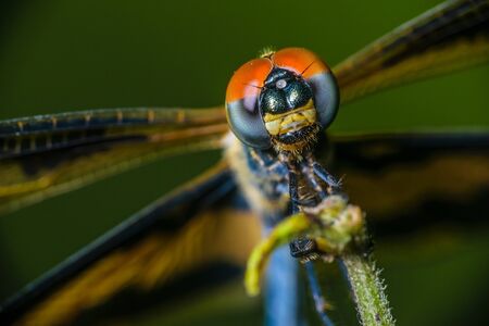 A macro shot of a dragonfly with selective focusing on its headの写真素材