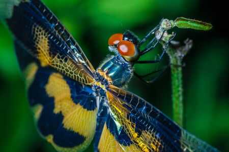 A macro shot of a dragonfly with selective focusing on its head wings and legs. Green backgroundの写真素材