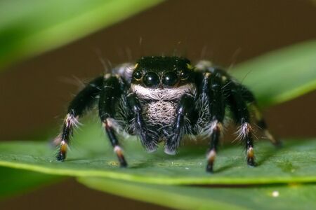Black jumping spider super macro shotの写真素材