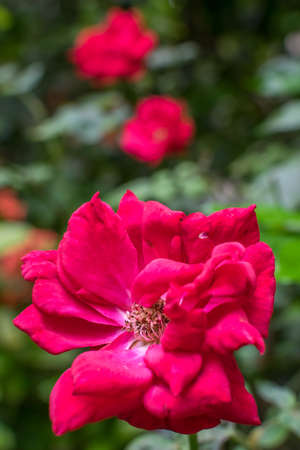An isolated red rose in focus with multiple red roses in the background. Portrait shotの写真素材