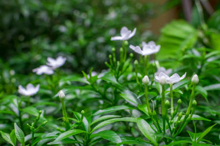 Pinwheel flowers with their buds and green leaves after a shower. Selective focusing on the near flowersの写真素材