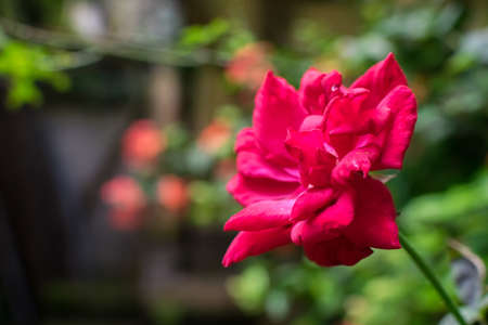 An isolated red rose in focus with a blurred backgroundの写真素材
