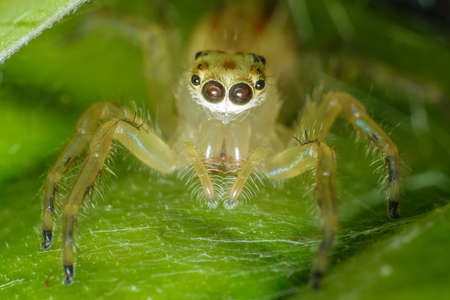 Ultra macro shot of a yellow jumping spider with webs in the backgroundの写真素材