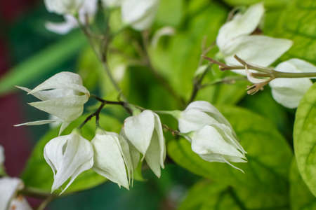 White bleeding heart flowers in selective focusing with green leaves in the backgroundの写真素材