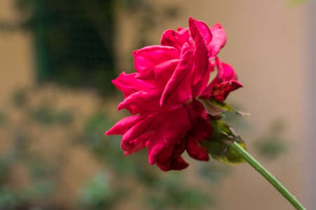 An isolated red rose in focus with a blurred backgroundの写真素材