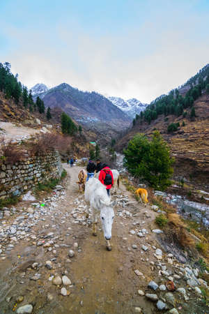 A trekking route with trekkers and mules passing by. Mountain peaks with pine trees in the backgroundのeditorial素材