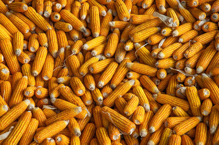 corn pile in warehouseの写真素材