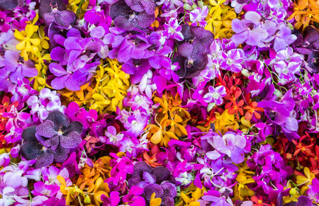 colourful orchid backgroundの写真素材