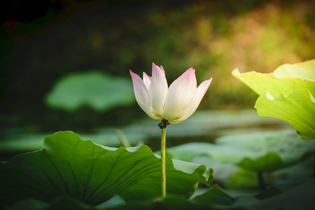 Lotus flower on green backgroundの写真素材
