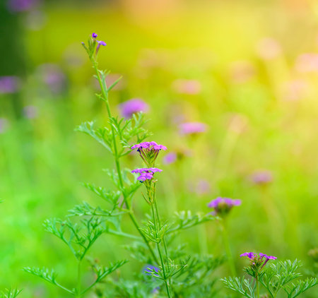 Beautiful Purple flower in the morningの写真素材