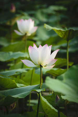 Lotus flower on green backgroundの写真素材