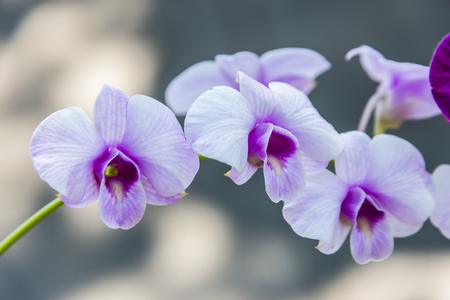 close up of white purple orchidの写真素材