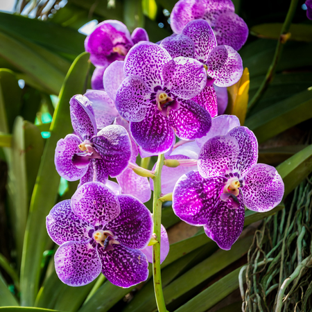 close up of white purple orchidの写真素材