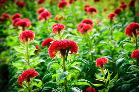 Cockscomb flowers on a green leaf background