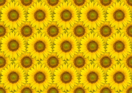 Yellow sunflower patternの写真素材