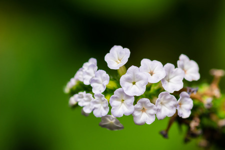 Close up of bunch of little white flowersの写真素材