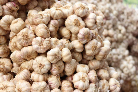 a pile of garlicの写真素材