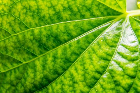 Close up of green leafの写真素材