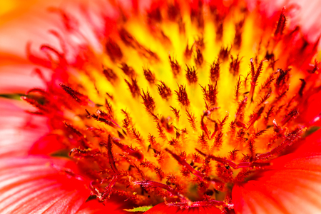 Close up of flower pollenの写真素材