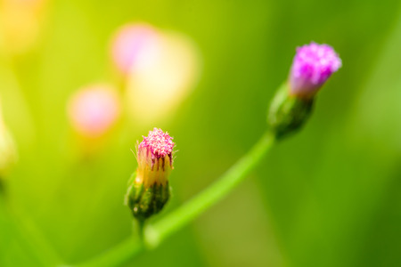 Close up of flowerの写真素材