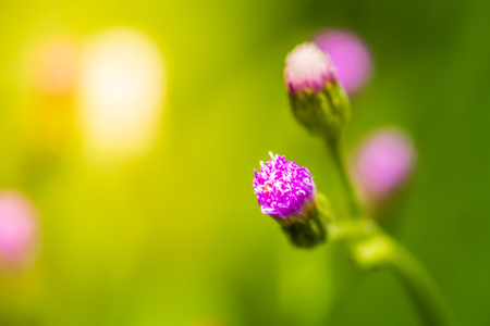 Close up of flowerの写真素材