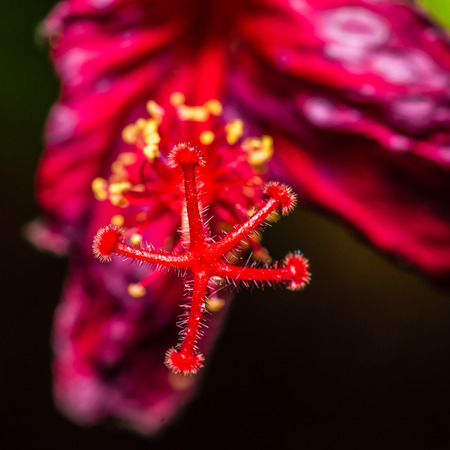 Close up of flower pollenの写真素材