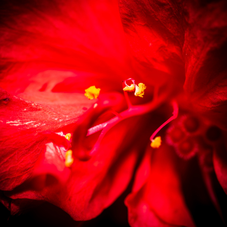 Close up of flower pollenの写真素材