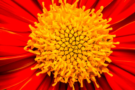 Close up of flower pollenの写真素材